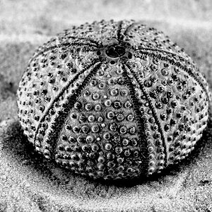 Seeigel02
