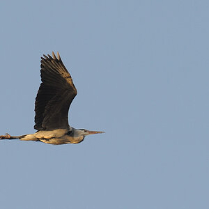 Reiher Airlines