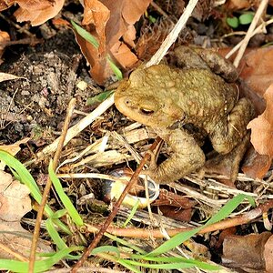 Frosch01