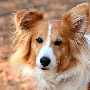 Merleportrait
