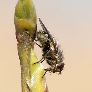 Fliege 2012 03 21 01