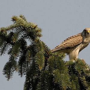 2012 03 24 12 59 32 D30 4715 copy