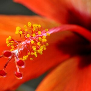 Hibiskus04