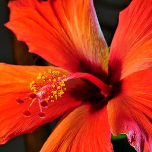 Hibiskus05