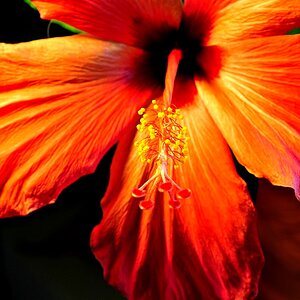 Hibiskus06