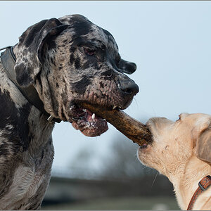 dogge und sina