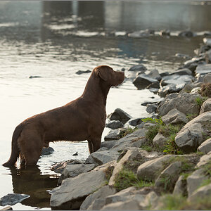 Hund im Gegenlicht 3