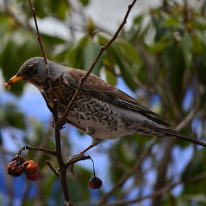 DSC 6869ko