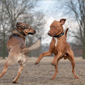 Tango
