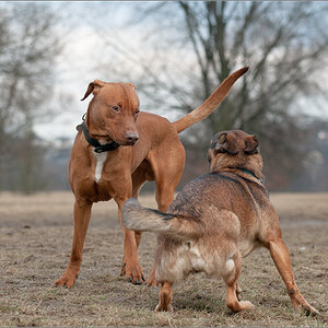 Tango2