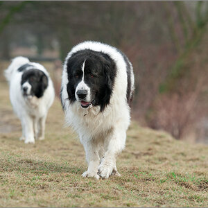 Hanni und Nanni