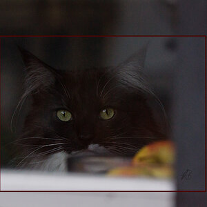 Barbarella am Fenster (1)
Teilausschnitt heller entwickelt, gerahmt und wieder eingefügt