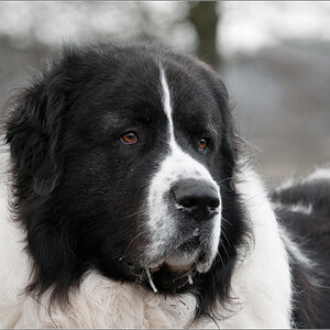 Portrait eines Zwerges