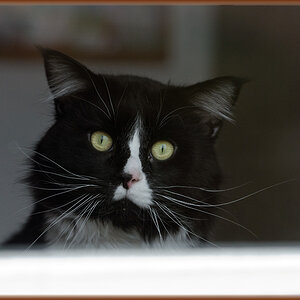 DSC 9979 bes
Merlin am Fenster