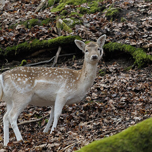Damwild
Tierpark Hundshaupten