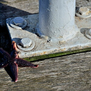 Seestern auf einem Anlieger im Kieler Hafen