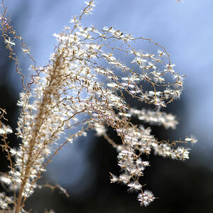 Pampas1