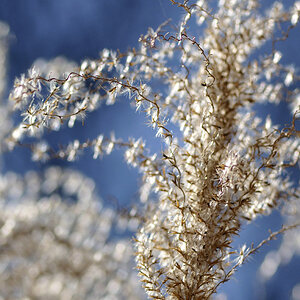 Pampas2
