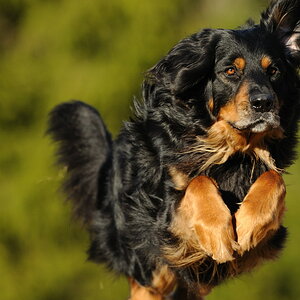 bilbo hoppar