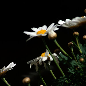 MargeriteDSC 0165