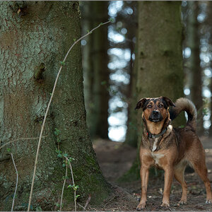 im Wald