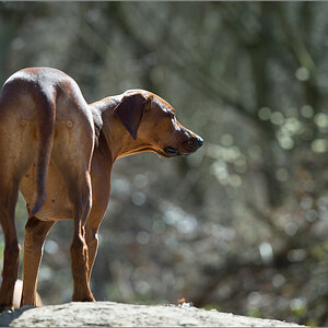 Ridgeback