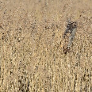20120325 8528 [NIKON D7000] 500 mm,1 320 Sek. bei ƒ   7,1