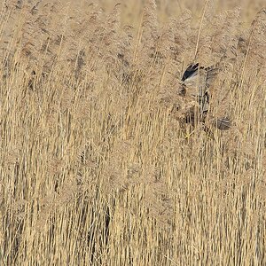 20120325 8530 [NIKON D7000] 500 mm,1 250 Sek. bei ƒ   7,1