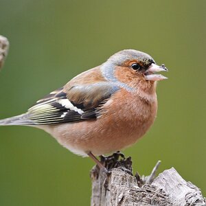 20120226 2589 [NIKON 1 V1] 300 mm,1 160 Sek. bei ƒ   2,8