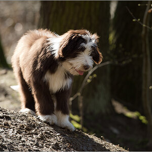 Bobtail Baby 2