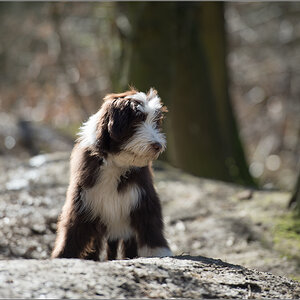 Bobtail Baby 1