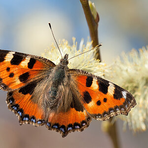 Kleiner Fuchs 2012 03 20 09