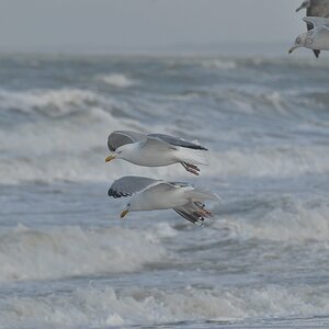 comp DSC 0274