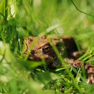 kroete 20110430