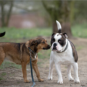 englische Bulldogge