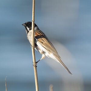 20120325 5401 [NIKON 1 V1] 500 mm,1 500 Sek. bei ƒ   4,8
