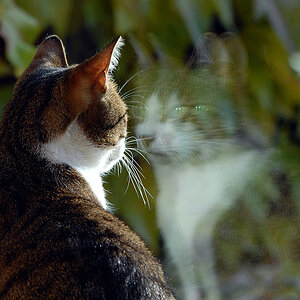 spkatze1
