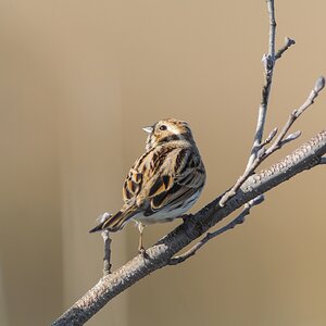 20120325 5463 [NIKON 1 V1] 500 mm,1 400 Sek. bei ƒ   4,8