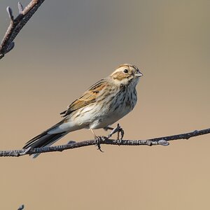 20120325 5475 [NIKON 1 V1] 500 mm,1 500 Sek. bei ƒ   4,8