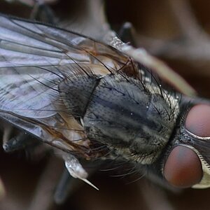 Crop mit Fliege