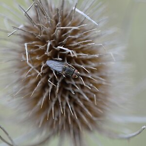 Mit Fliege
