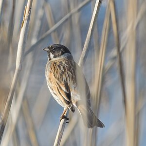 20120325 5565 [NIKON 1 V1] 500 mm,1 250 Sek. bei ƒ   6,3