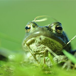 Erdkröte