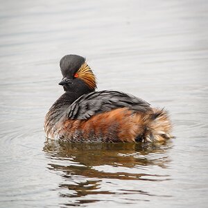 20120401 5604 [NIKON 1 V1] 420 mm,1 250 Sek. bei ƒ   4,5