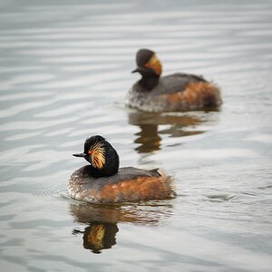 20120401 5610 [NIKON 1 V1] 420 mm,1 250 Sek. bei ƒ   4,5