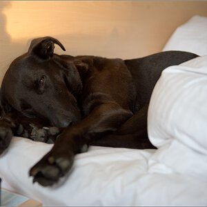 Lupa im Bett