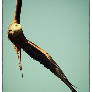 Vogel DSC 8852