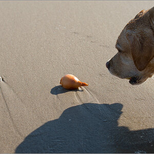 Strandgut