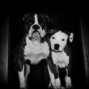 Meine dogz