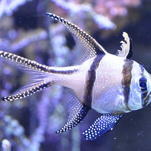 Genua Aquarium